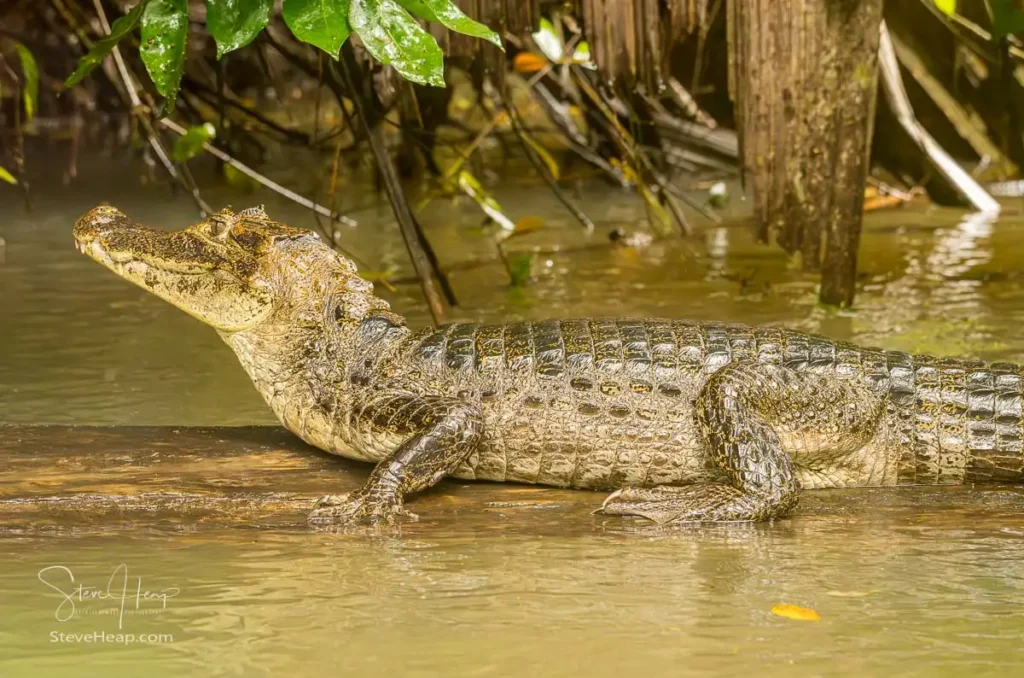 Side view of a caiman or alligator alongside the river's edge
