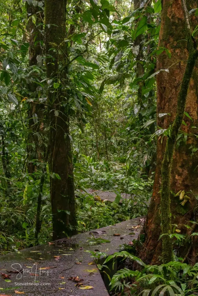 Nature trails in the Evergreen Lodge near Tortuguero National Park in Costa Rica