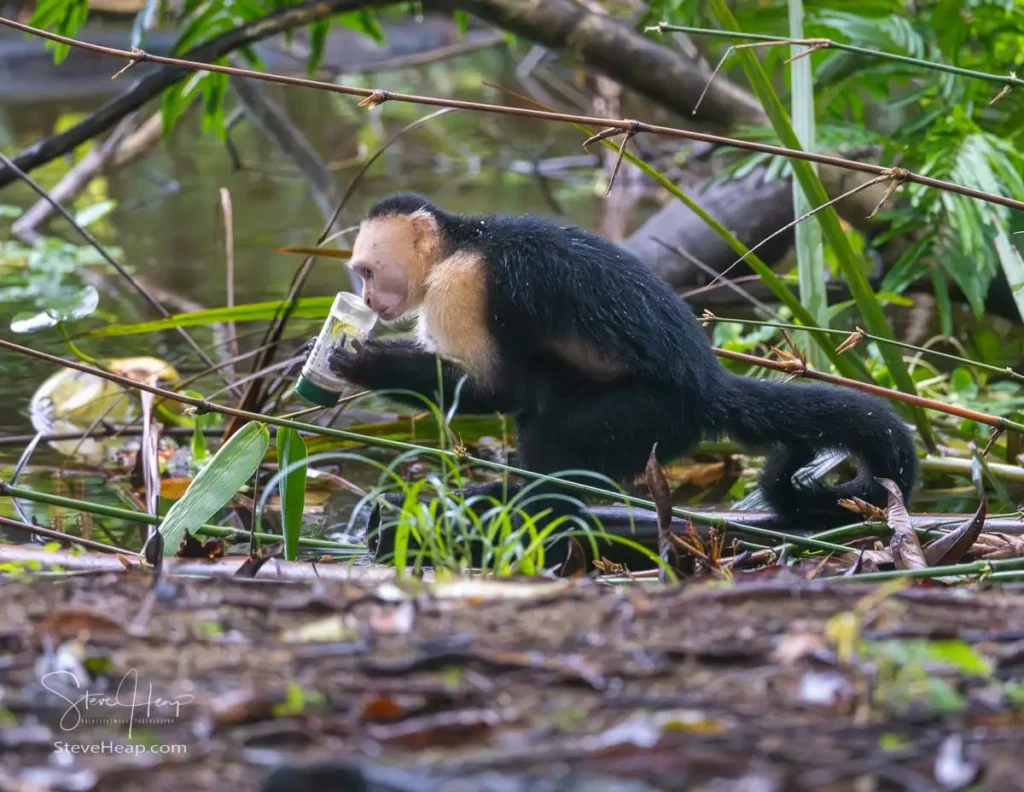 White-faced Capuchin monkey examining a water bottle