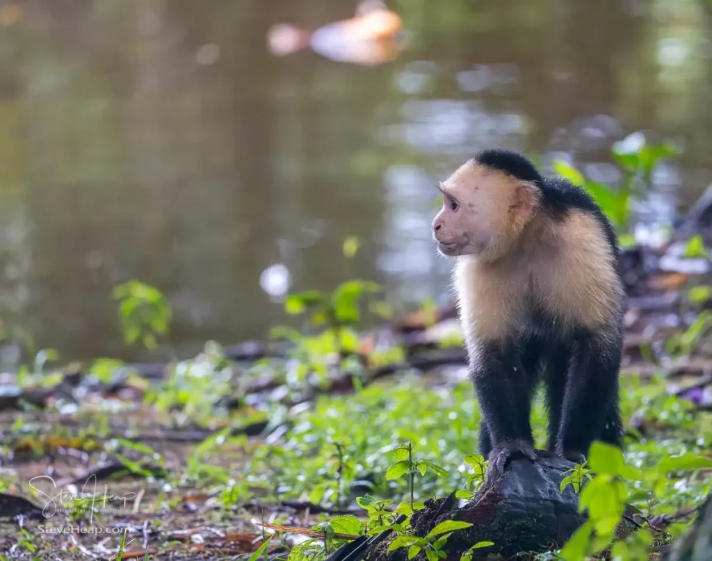 White faced capuchin monkey planning its next move
