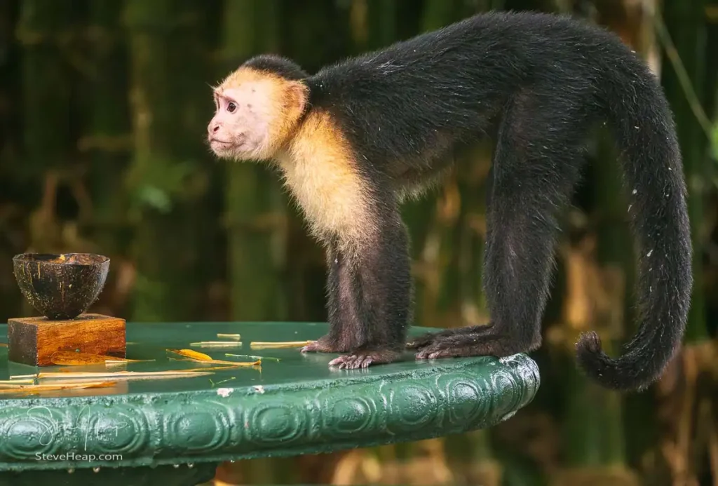White faced capuchin monkey around the Evergreen Lodge