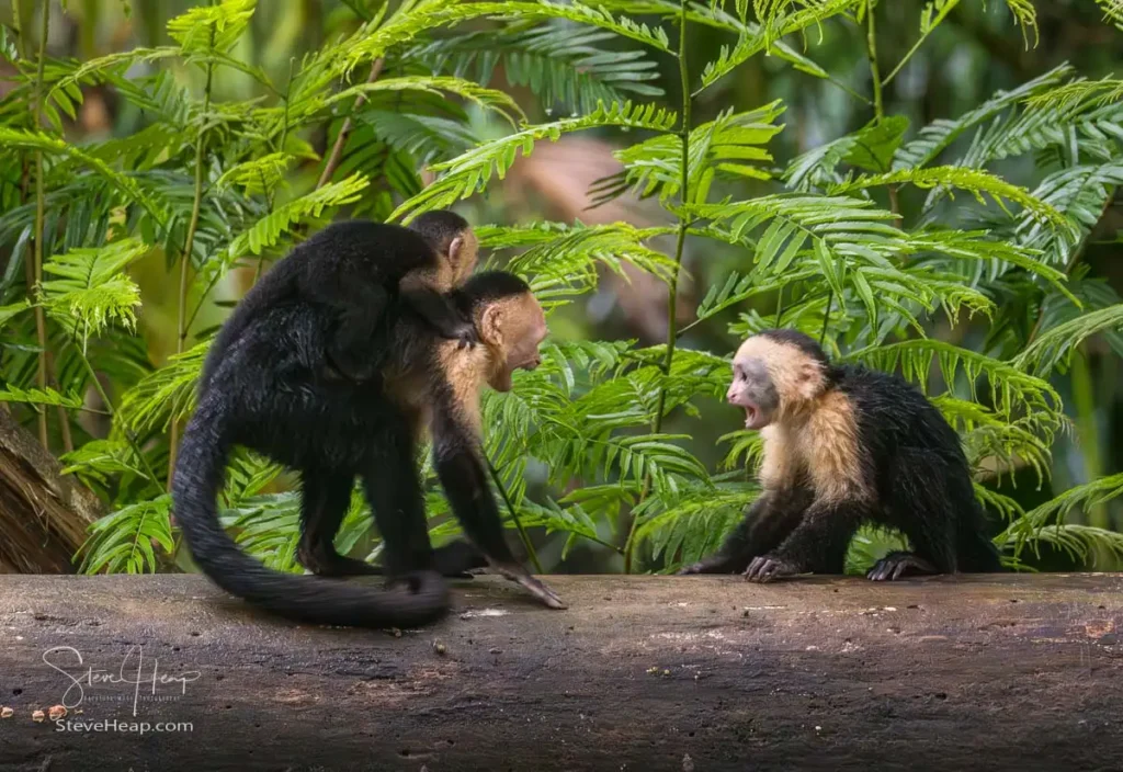 A little bit of tension in the group of monkeys