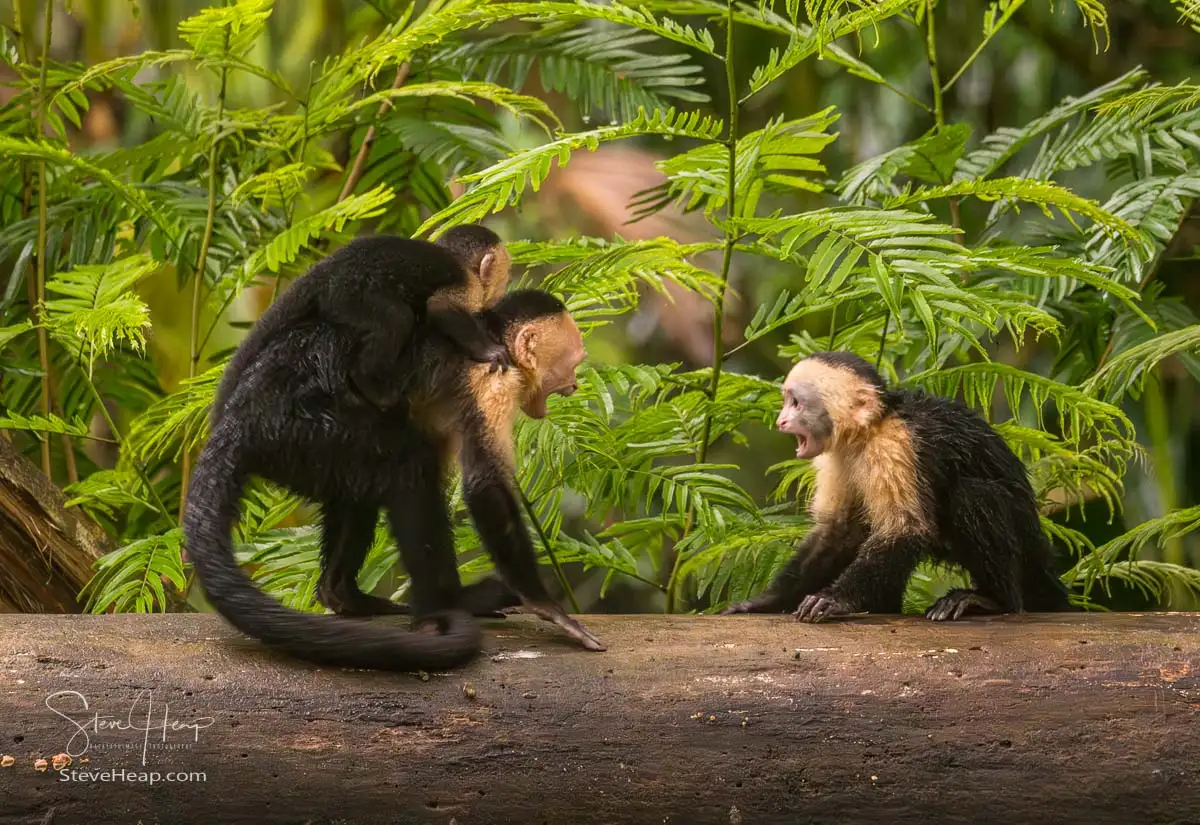 An adventure in Costa Rica