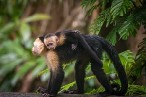 The Capuchin monkeys of Tortuguero Costa Rica