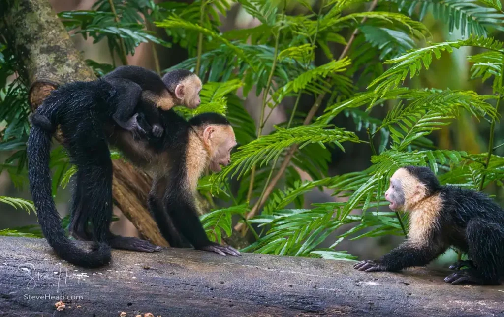 The intruder seems to be changing his mind. The baby is adding to the staring match!