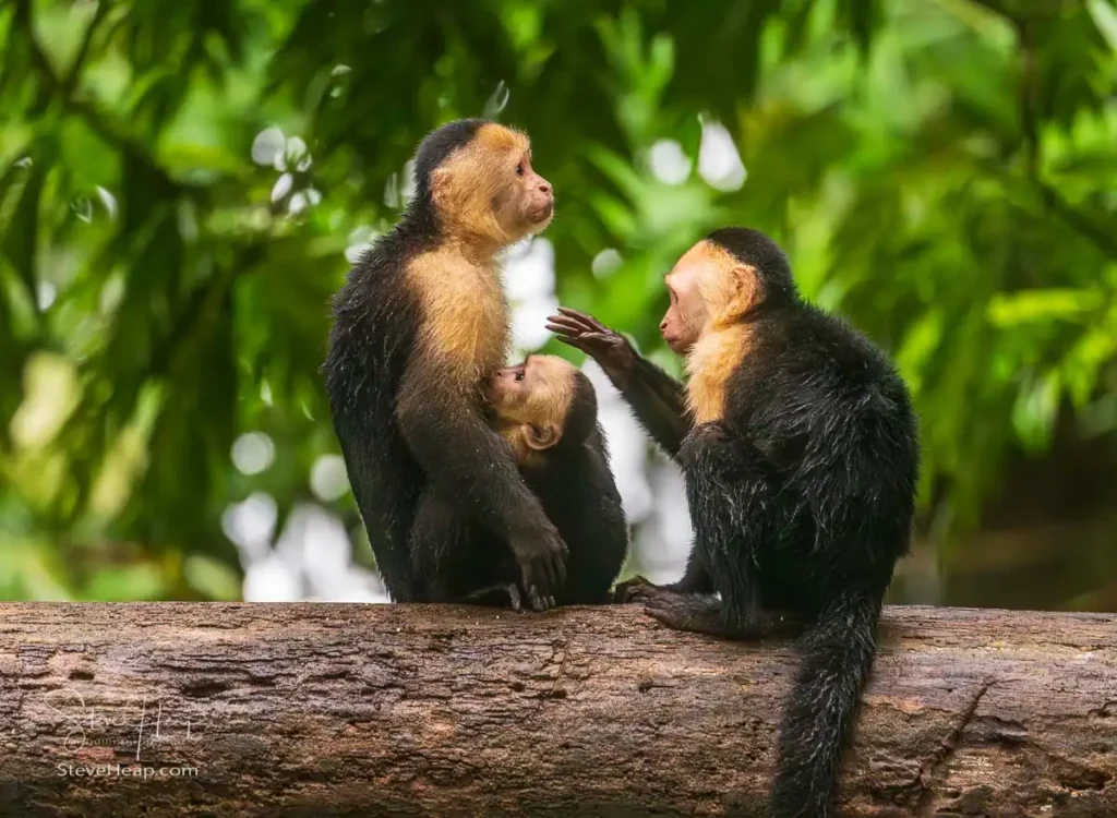 Family grouping of capuchin monkeys at the Evergreen Lodge in Costa Rica