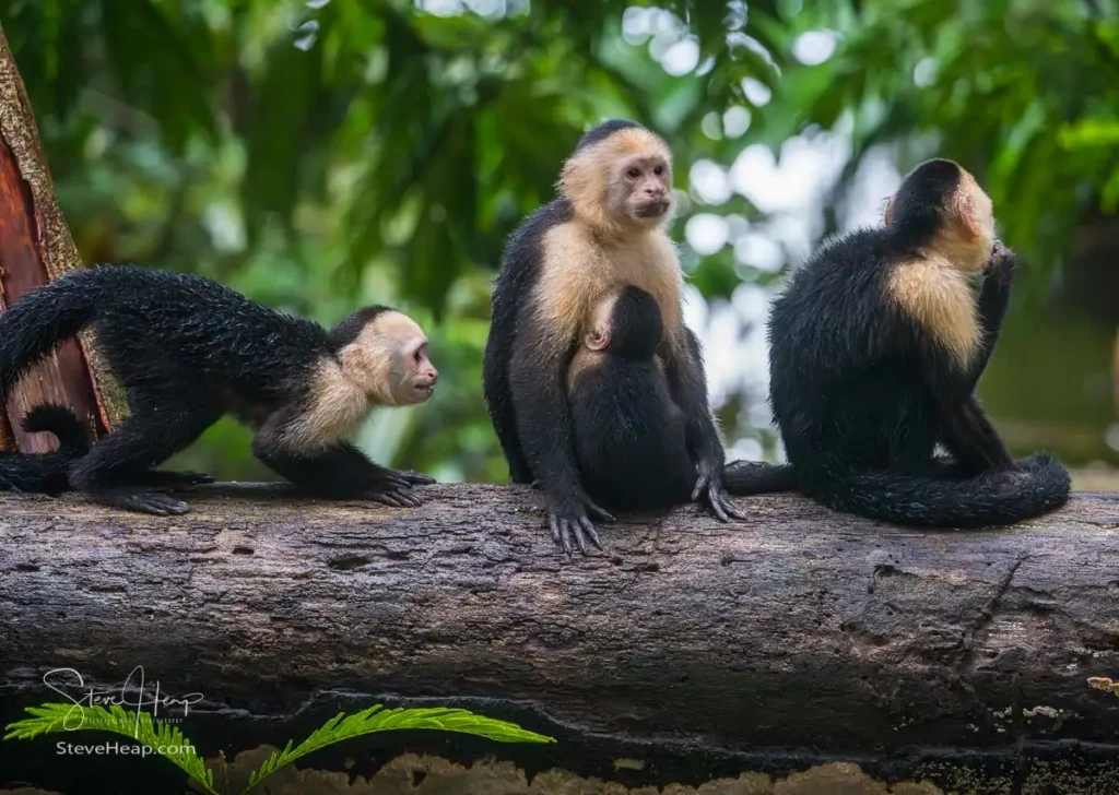 Trouble is brewing as the intruder into the family group comes from behind
