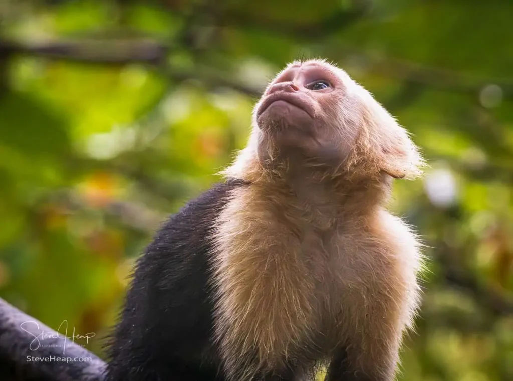 White faced capuchin monkey looking towards the branches above