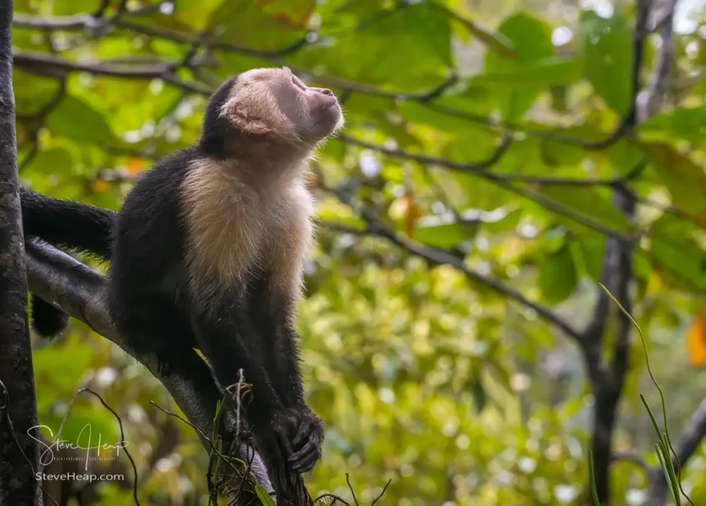 White faced capuchin monkey sitting in the trees looking for the next leap