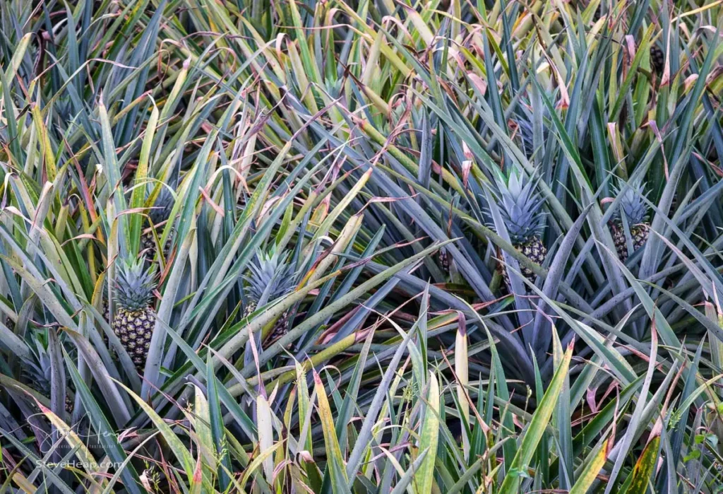 Organic pineapples in the fields in the Sarapiqui area of Costa Rica