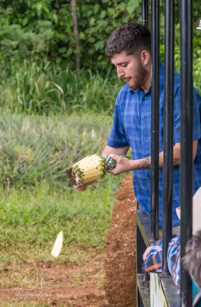 The best way to peel a pineapple - just slice the sides off with a very large knive!