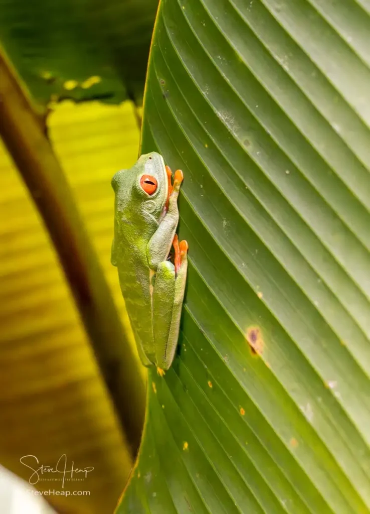 Red eyed tree frog hiding between the leaves