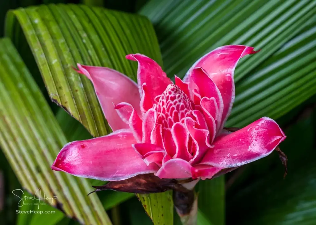 Torch ginger flower in the Vida Campesina