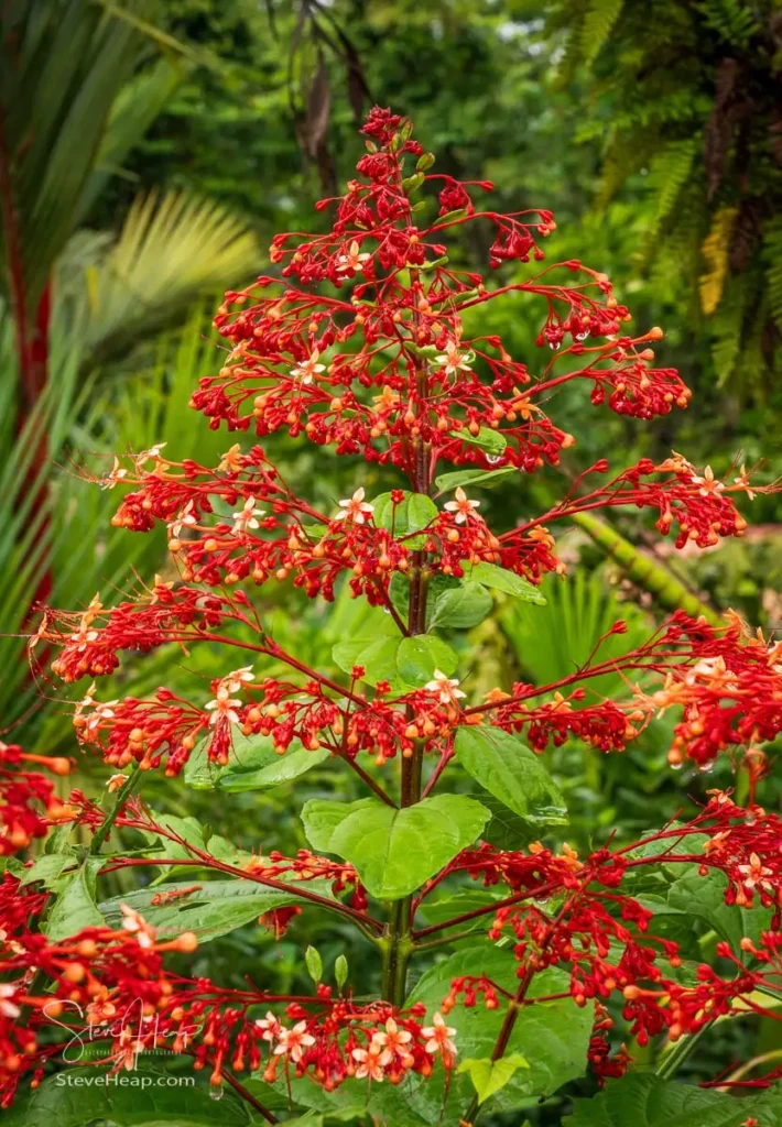 Pagoda flower with pagoda-shaped clusters of bright scarlet-red flowers that attract butterflies and hummingbirds