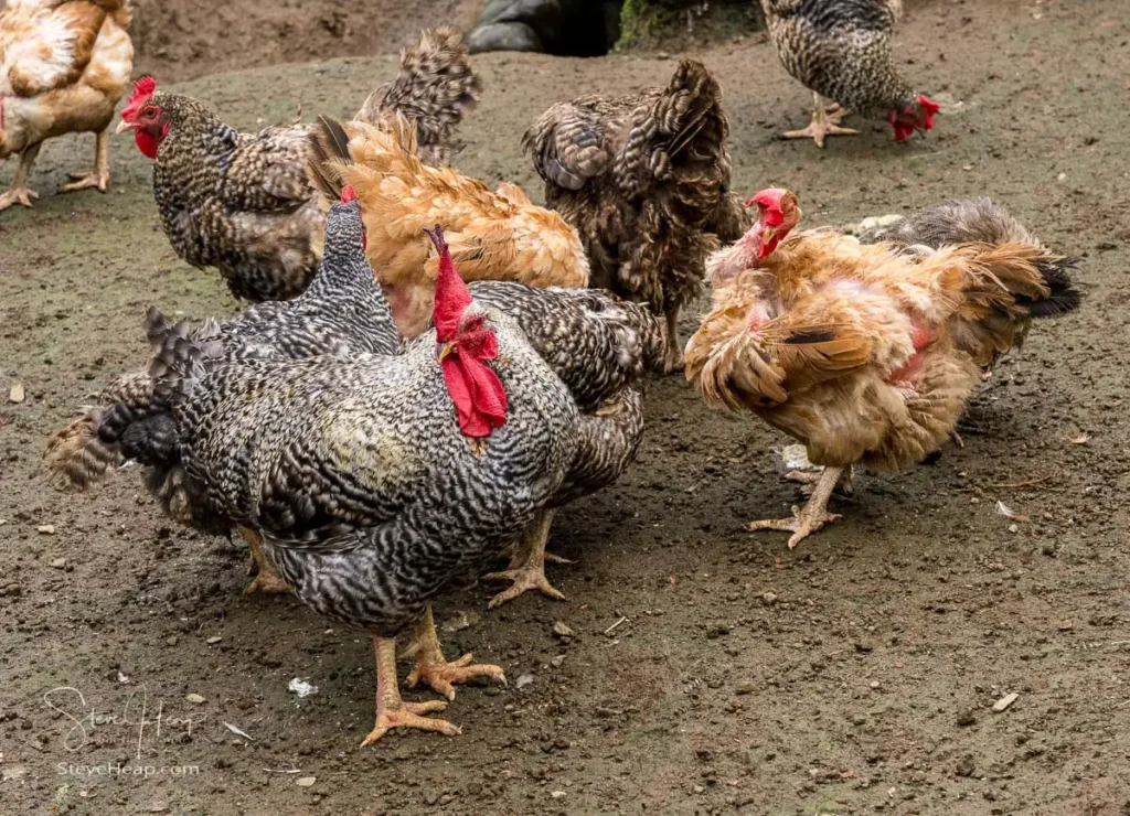 Chickens and hens hopefully not destined for our chicken dinner later that evening