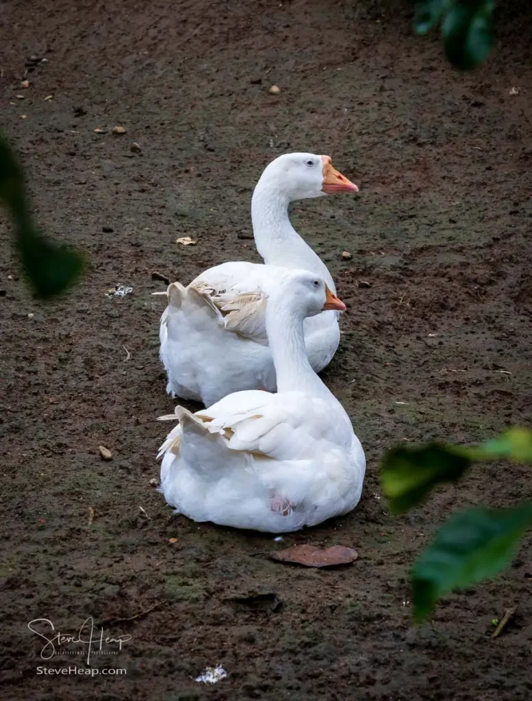 Geese on guard against predators for the hens