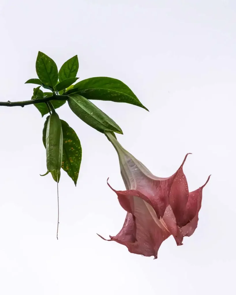 Brugmansia plant, commonly known as an Angel's Trumpet