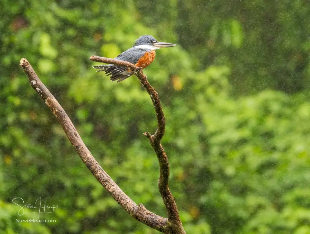 Female ringed Kingfisher braving the drizzle besides Lake Arenal in Costa Rica