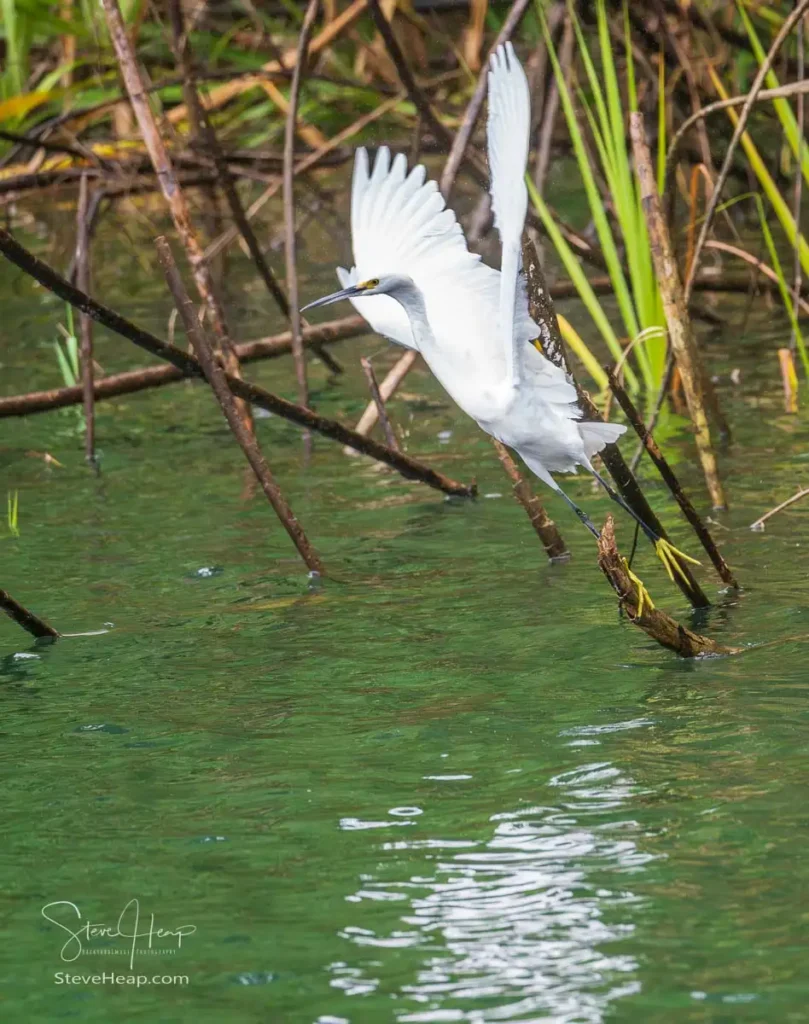Egret takes flight as our boat approaches the shore