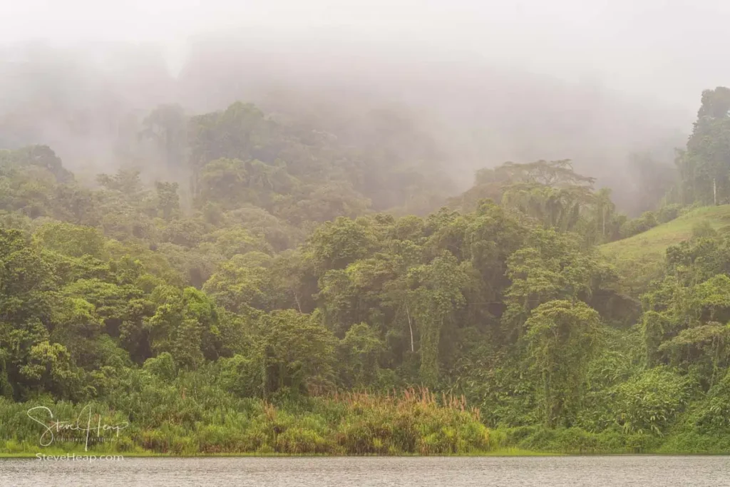 Mist covered trees and growth around the edge of Lake Arenal in Costa Rica