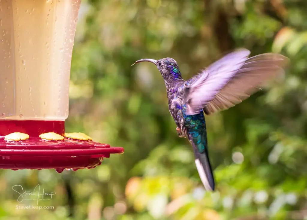 Male Violet Sabrewing hummingbird. This striking bird is known for its iridescent violet plumage and large size, being the largest hummingbird in Central America