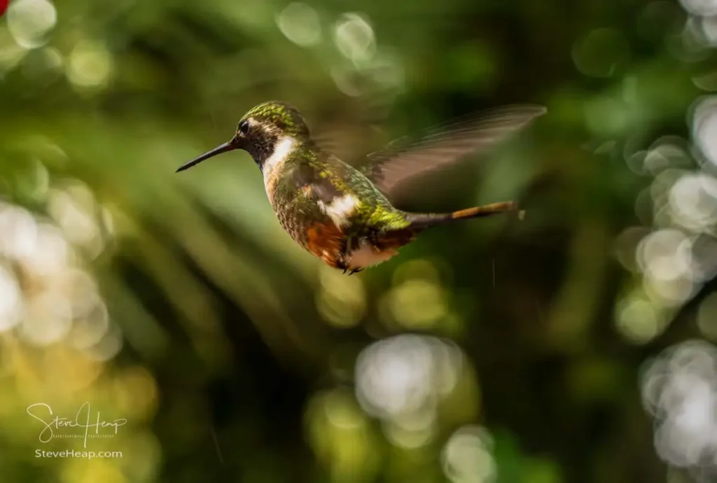 Magenta-throated Woodstar (Philodice bryantae)