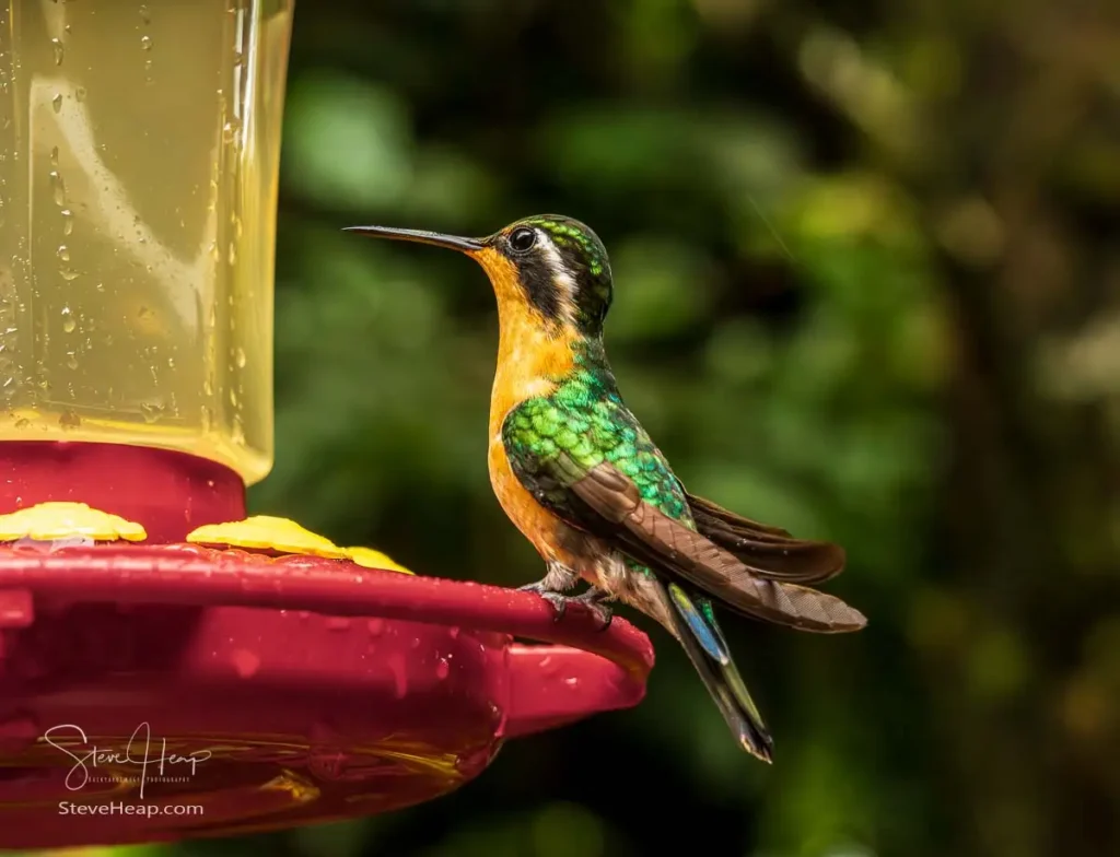 female Purple-throated Mountain-gem hummingbird (Lampornis calolaemus) perched on a hummingbird feeder. 
