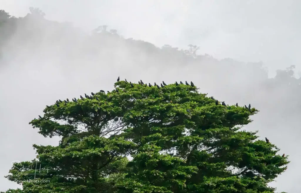 Birds roosting in the trees around our hotel buildings in Monteverde Costa Rica at sunset