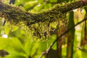 A Costa Rica Adventure – Monteverde and the rain forest