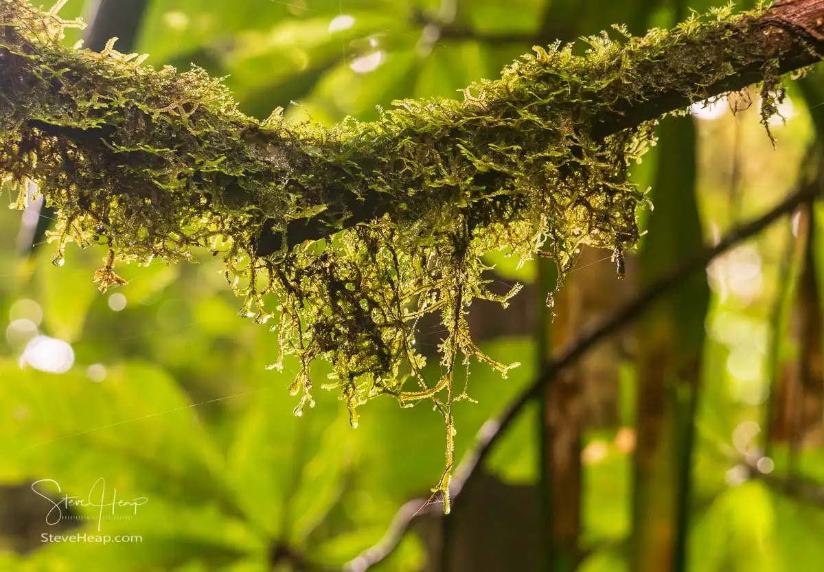 A Costa Rica Adventure – Monteverde and the rain forest