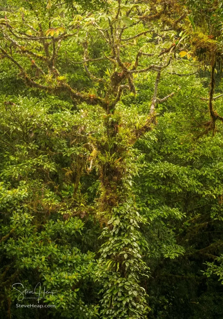 Lush vegetation in the Santa Elena Cloud Forest