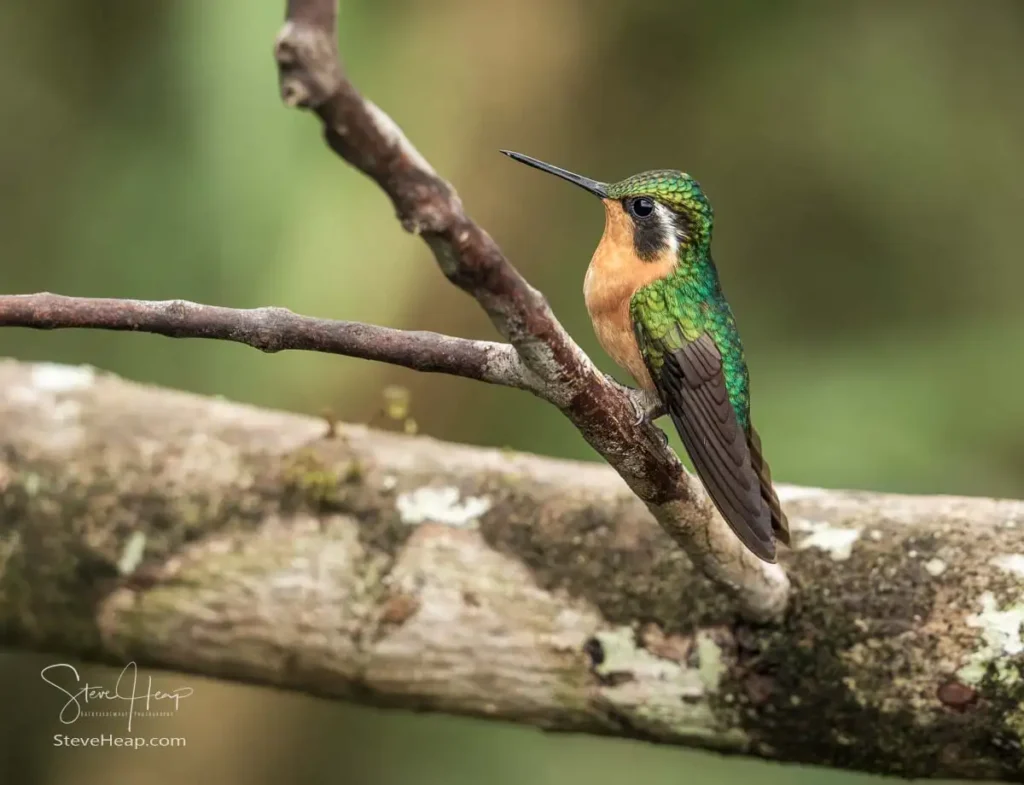 Male White-throated Mountain-gem hummingbird (Lampornis castaneoventris)