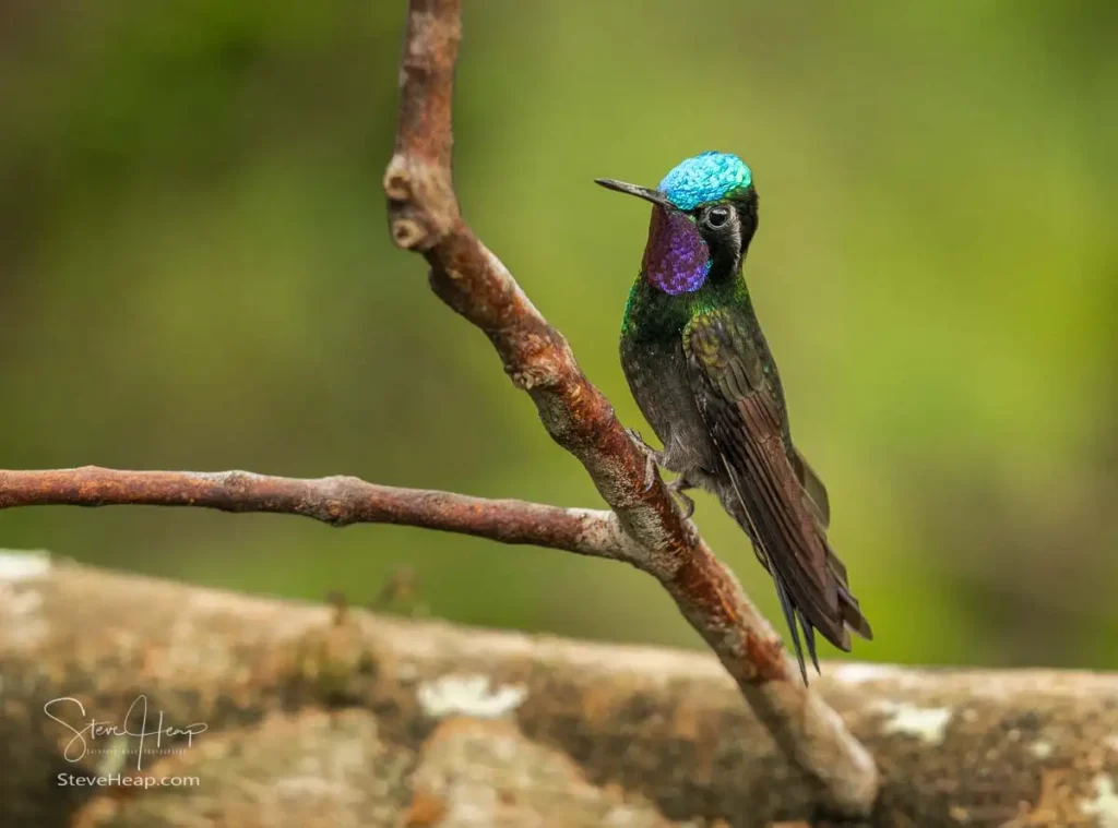 Male Purple-throated Mountaingem hummingbird (scientific name: Lampornis calolaemus)