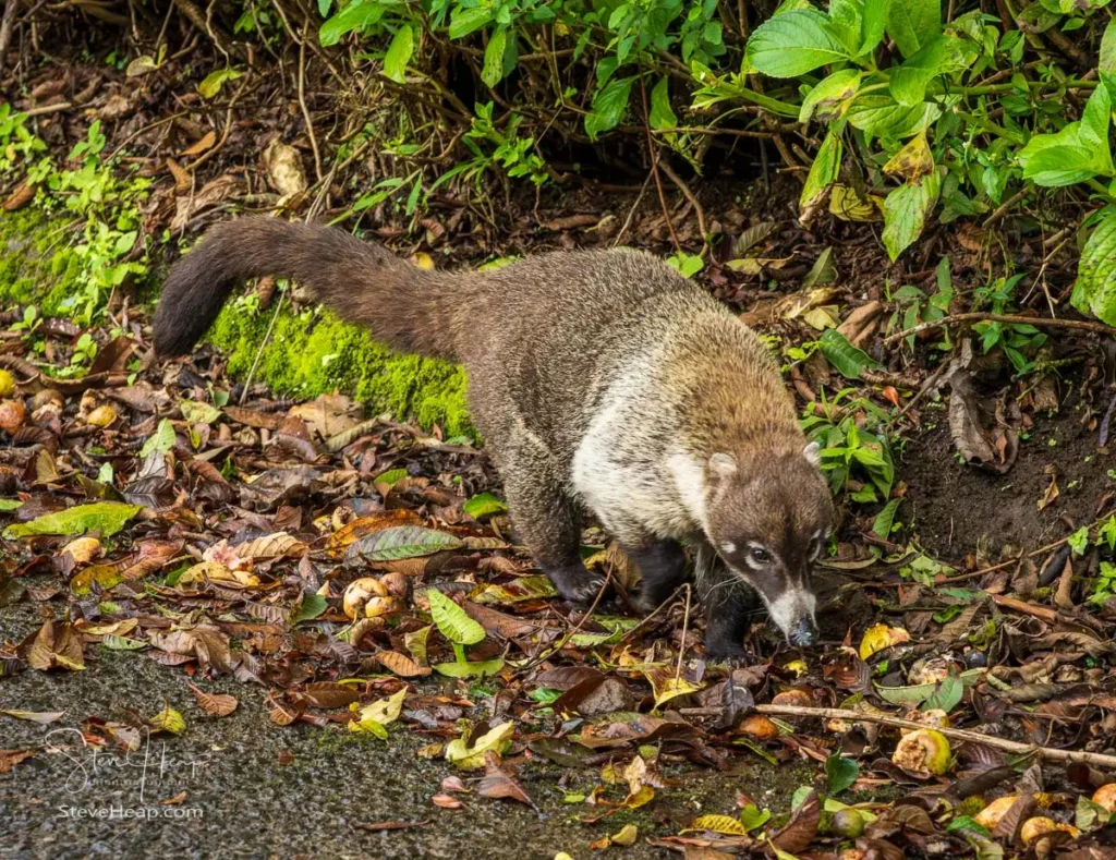White-nosed coati (Nasua narica), also known as a coatimundi. It is a member of the raccoon family