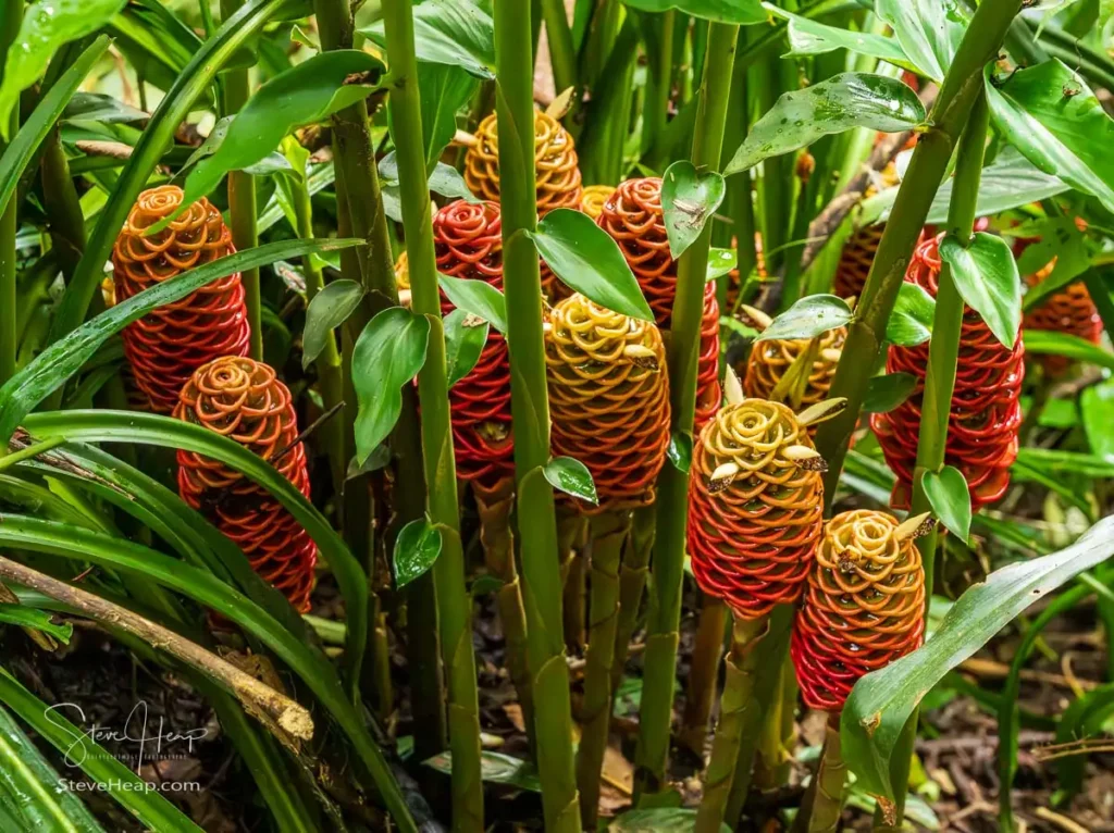  Beehive Ginger plants, scientifically known as Zingiber spectabile,