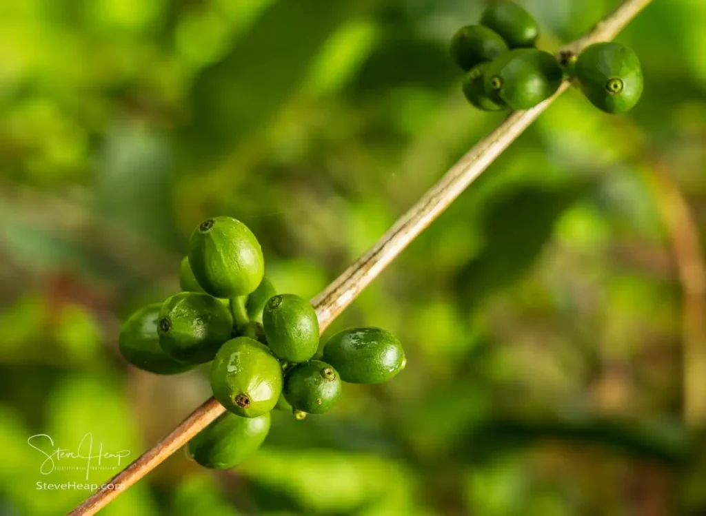 Green coffee beans not yet ripe enough for picking