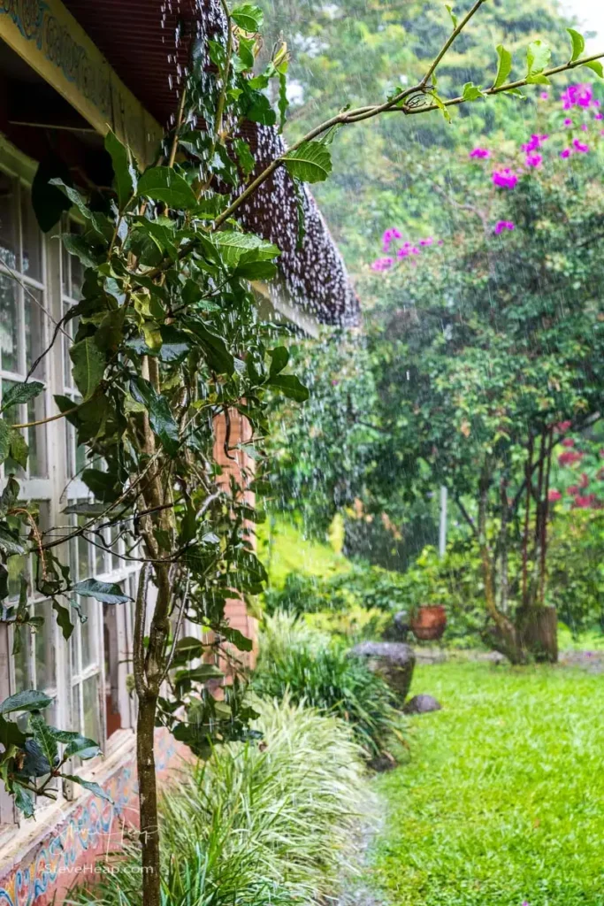 Rain pouring off the roof in the family coffee farm