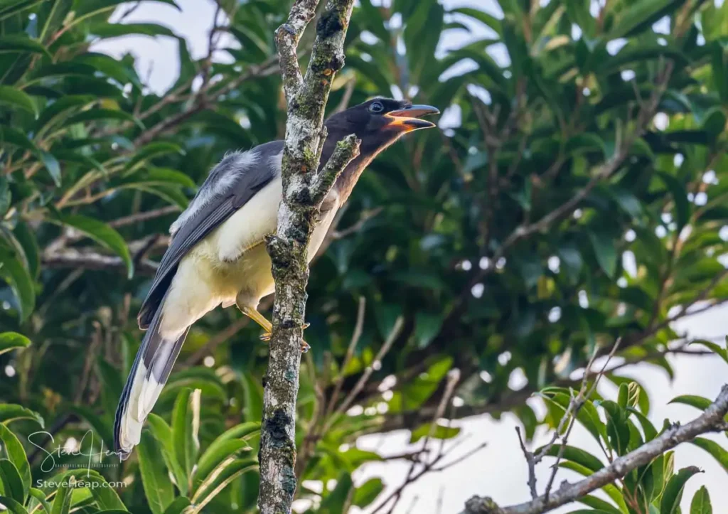 Brown Jay in the treetops of the hotel in Monteverde, Costa Rica