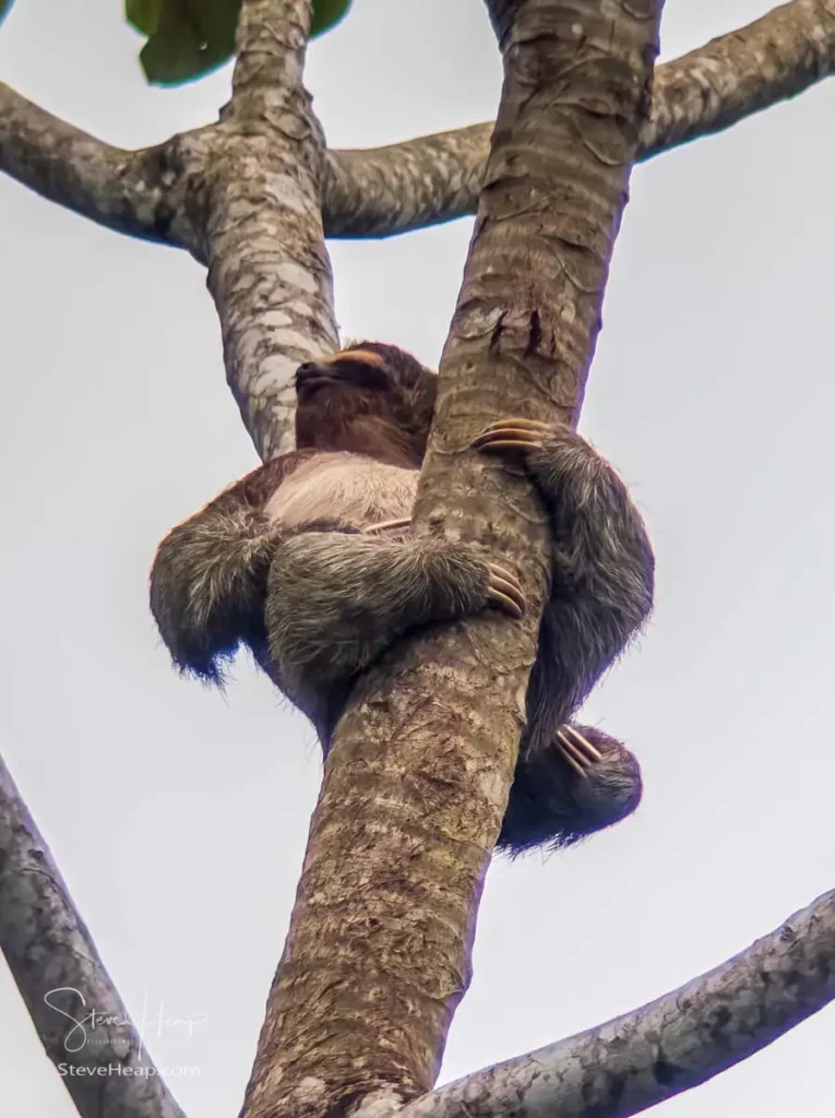 Sloth high in the trees near La Fortuna