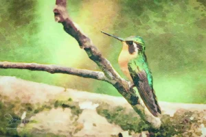 Hummingbirds of Costa Rica