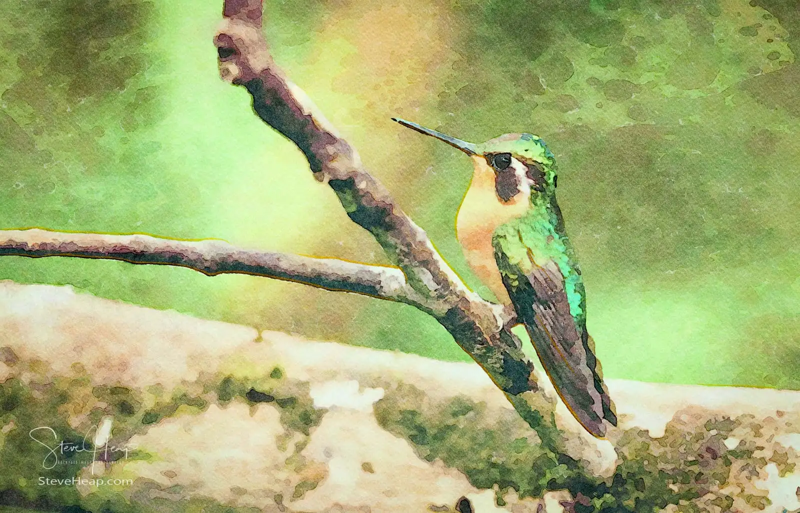 Hummingbirds of Costa Rica