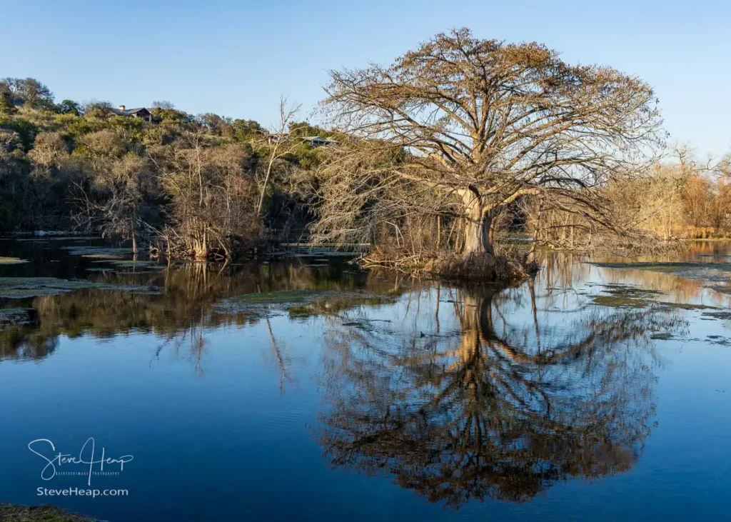 Large cypress tree reflects in the still water of the Comal River in Landa park New Braunfels in Texas