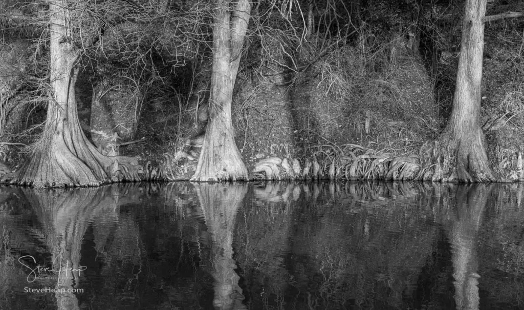 High-contrast black and white photography of gnarled cypress tree roots reflected in the dark, still water of the Guadalupe River