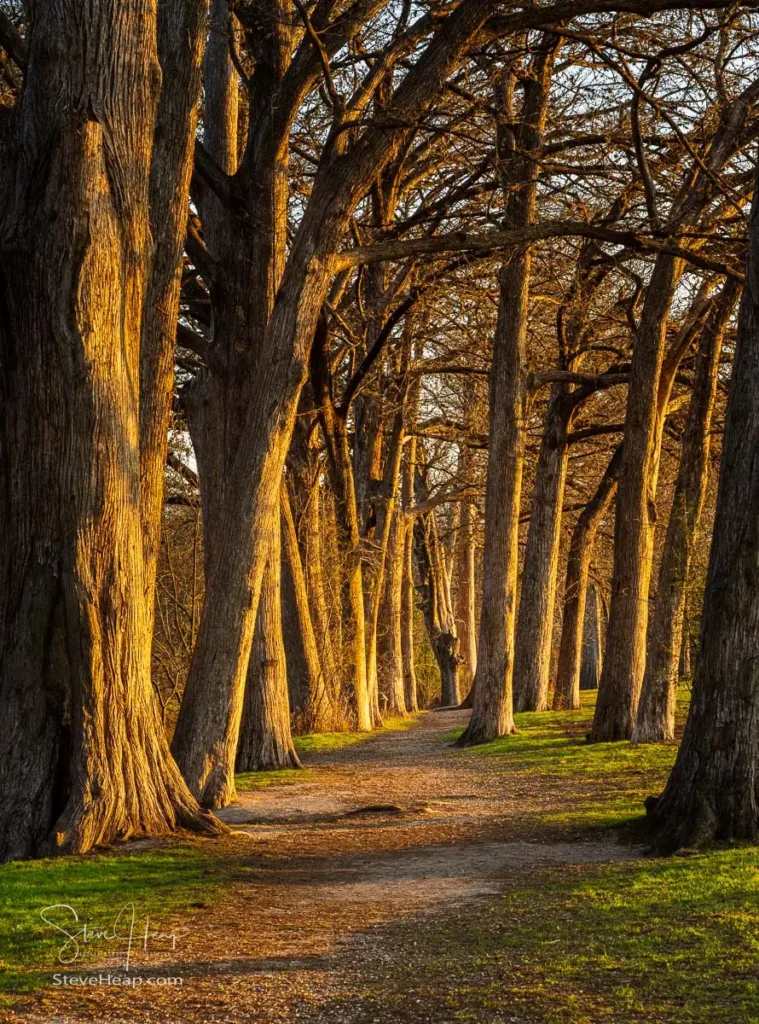 Dirt path lined with towering, ancient cypress trees casting long shadows in the Cypress Bend Park in New Braunfels.