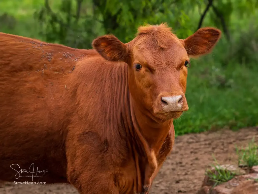 Close-up portrait of an unimpressed reddish-brown cow looking directly at the camera in a Texas Hill Country pasture near Llano