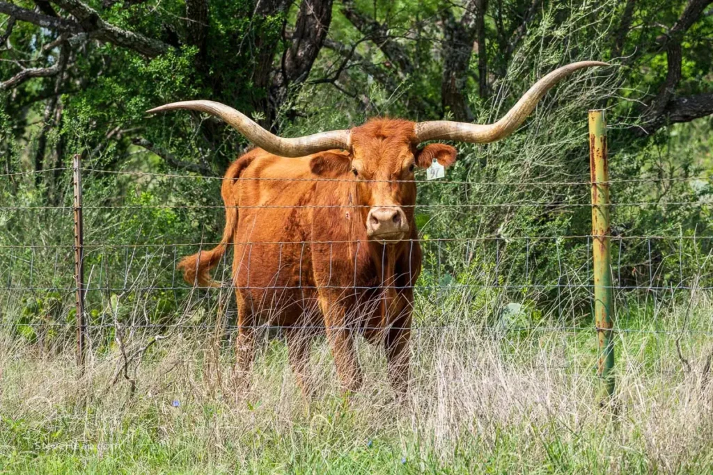 Texas Longhorn cow with large sweeping horns standing near a wire fence on a Llano ranch