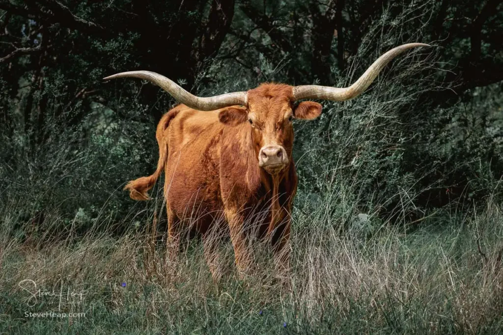 Texas Longhorn cow giving a final glance back before stepping into the shaded woods