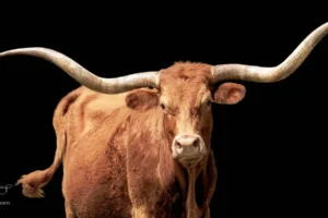 In Search of the Icon: Photographing Texas Longhorns in the Hill Country