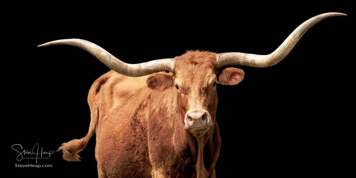 In Search of the Icon: Photographing Texas Longhorns in the Hill Country