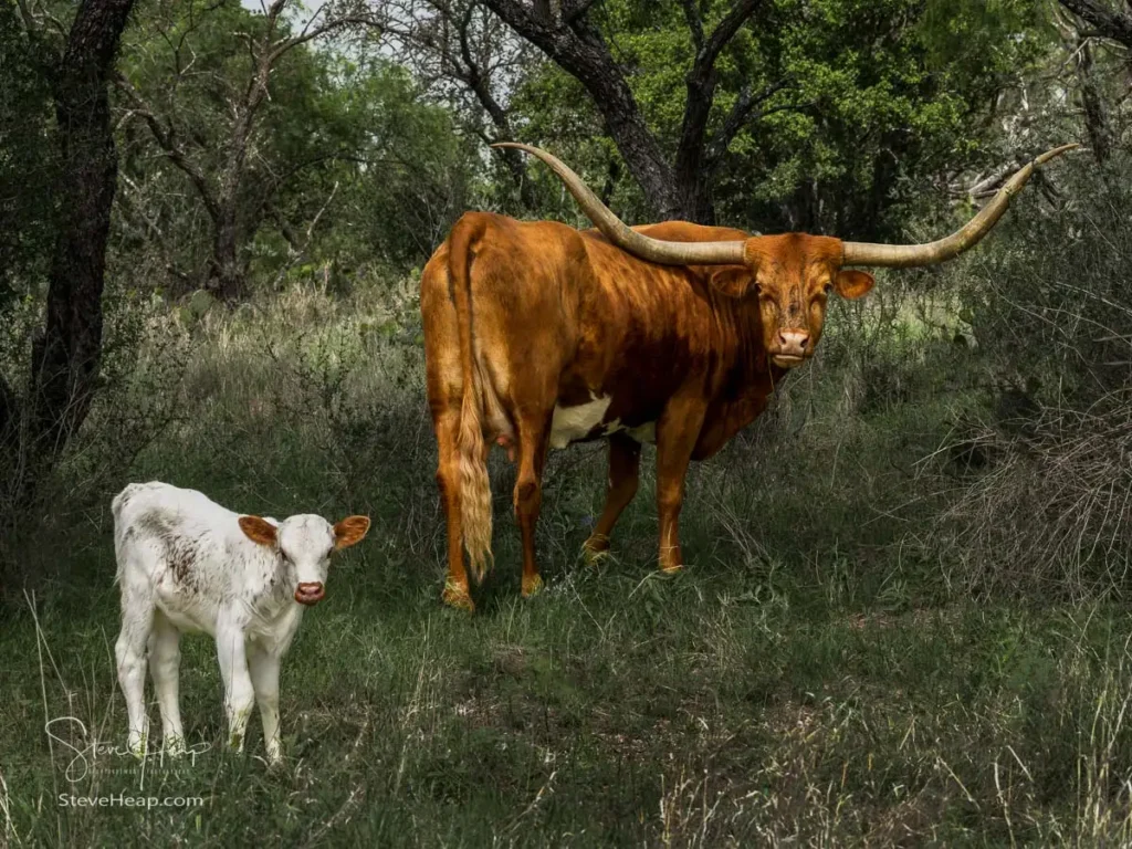 Texas Longhorn mother turning back over her shoulder with her young calf walking beside her through mesquite trees